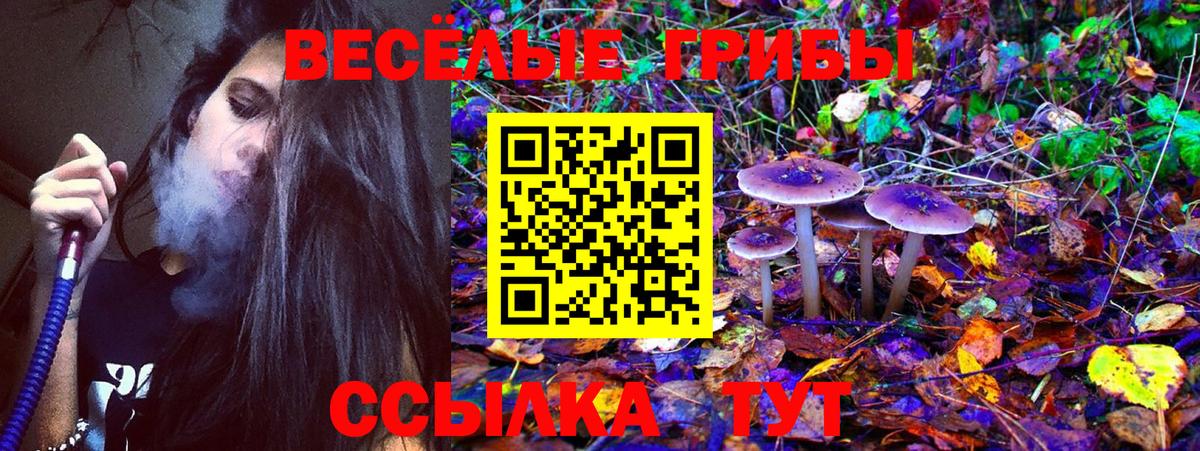 Псилоцибиновые грибы Psilocybine cubensis Якутск